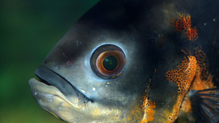 Descubren un parásito en el ojo de los peces que controla su comportamiento y los guía hasta la muerte<em></em>